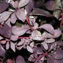 Барбарис оттавский "Сильвер Майлс"(Berberis ottawensis "Silver Miles") « Высота(см): 40-60; Упак.: С3 ; »