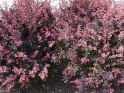 Барбарис оттавский "Суперба" (Berberis x ottawensis "Superba") « Высота(см): 40-60; Упак.: С3 ; »