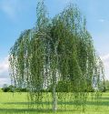 Береза повислая "Юнги" (Betula pendula "Youngii") « Высота(см): Pa 250; Упак.: С50; »
