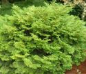 Кипарисовик тупой "Пигмея" (Chamaecyparis obtusa "Pygmaea") « Высота(см): 50-60; Упак.: C10; »