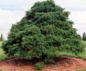 Кипарисовик горохоплодный "Филифера" (Chamaecyparis pisifera "Filifera") « Высота(см): 70-80; Упак.: C10; »