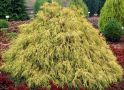 Кипарисовик горохоплодный "Филифера Ауреа" (Chamaecyparis pisifera "Filifera Aurea") « Высота(см): 70-80; Упак.: C10; »