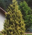 Кипарисовик горохоплодный "Плюмоза Ауреа" (Chamaecyparis pisifera "Plumosa Aurea") « Высота(см): 30-40; Упак.: C2-3; »