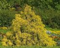 Кипарисовик горохоплодный "Санголд" (Chamaecyparis pisifera "Sungold") « Высота(см): 40-50; Упак.: C10; »