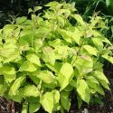 Дерен белый "Ауреа" (Cornus alba "Aurea") « Высота(см): 50-60; Упак.: C5; »