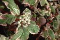 Дерен белый "Сибирика Вариегата" (Cornus alba "Sibirica Variegata") « Высота(см): 60-80; Упак.: С10 ; »