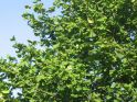Лещина обыкновенная (Corylus avellana) « Высота(см): 120-150; Упак.: С12; »