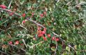Кизильник горизонтальный (Cotoneaster horizontalis) « Высота(см): 40-50; Упак.: C5; »