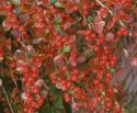 Кизильник крошечный (Cotoneaster perpusillus) « Высота(см): 30-40; Упак.: С5 ; »