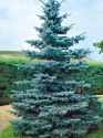Ель колючая "Костер" (Picea pungens "Koster") « Высота(см): 100-120; Упак.: C10; »