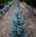 Ель колючая "Шовенхорст" (Picea pungens "Schovenhorst") « Высота(см): 70-80; Упак.: C10; »