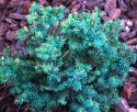 Ель ситхинская "Нана" (Picea sitchensis "Nana") « Высота(см): 60-70; Упак.: C10; »