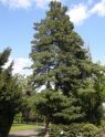 Сосна румелийская (Pinus peuce) « Высота(см): 50-70; Упак.: C5; »