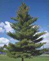Сосна веймутова (Pinus strobus) « Высота(см): 100-120; Упак.: C10; »