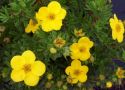 Лапчатка кустарниковая "Голдфингер" (Potentilla fruticosa "Goldfinger") « Высота(см): 40-50; Упак.: С5; »