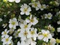 Лапчатка кустарниковая "Маунт Эверест" (Potentilla fruticosa "Mount Everest") « Высота(см): 40-50; Упак.: С5; »