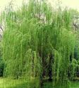 Ива вавилонская "Урал" (Salix babylonica Ural) « Высота(см): 120-140; Упак.: С7,5 ; »