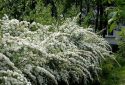 Спирея серая "Грефшейм" (Spiraea cinerea Grefsheim) « Высота(см): 40-50; Упак.: C5; »