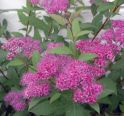 Спирея японская "Арнольд" (Spiraea japonica "Arnold") « Высота(см): 30-40; Упак.: C2-3; »