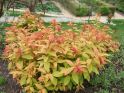 Спирея японская "Голдфлейм" (Spiraea japonica "Goldflame") « Высота(см): 40-50; Упак.: C5; »