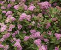 Спирея японская "Нана" (Spiraea japonica "Nana") « Высота(см): 40-50; Упак.: С20; »