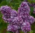 Сирень обыкновенная "Профессор Хосер" (Syringa vulgaris "Professor Hoser") « Высота(см): 80-100Pa ; Упак.: C30; »