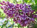 Сирень обыкновенная "Сенсейшн" (Syringa vulgaris "Sensation") « Высота(см): 40-100; Упак.: C12; »