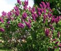 Сирень обыкновенная "Andenken an Ludwig Spath" (Syringa vulgaris "Andenken an Ludwig Spath") « Высота(см): 100-120; Упак.: С12; »