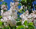 Сирень обыкновенная "Красавица Москвы" (Syringa vulgaris "Krasavitsa Moskvy") « Высота(см): 100-120; Упак.: С15 ; »