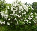 Сирень обыкновенная "Мадам Лемуан" (Syringa vulgaris "Madame Lemoine") « Высота(см): 100-120; Упак.: С15 ; »
