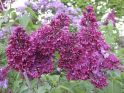 Сирень обыкновенная "Знамя Ленина" (Syringa vulgaris "Znamya Lenina") « Высота(см): 100-120; Упак.: С15 ; »