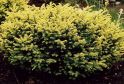 Тис ягодный "Элегантиссима" (Taxus baccata "Elegantissima") « Высота(см): 40-50; Упак.: C5; »