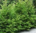 Туя западная "Столвик" (Thuja occidentalis "Stolwijk") « Высота(см): 40-50; Упак.: C5; »