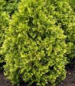 Туя западная "Санкист" (Thuja occidentalis "Sunkist") « Высота(см): 100-120; Упак.: C20; »