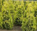 Туя западная "Еллоу Риббон" (Thuja occidentalis "Yellow Ribbon") « Высота(см): 50-60; Упак.: C5; »
