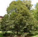 Липа крупнолистная (Tilia platyphyllos) « Высота(см): 300-400; Об.ст.(см): 16-18; Упак.: С50; »