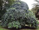 Вяз шершавый "Camperdownii" (Ulmus glabra "Camperdownii") « Высота(см): Pa 220; Упак.: С10; »
