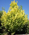 Вяз голландский Вредей (Ulmus hollandica "Wredei") « Высота(см): 300-350; Упак.: С20; »