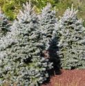 Ель колючая "Эдит" (Picea pungens "Edith") « Высота(см): 70-80; Упак.: C10; »