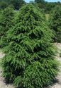 Тсуга канадская (Tsuga canadensis) « Высота(см): 40-50; Упак.: C5; »