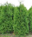 Туя западная "Брабант" (Thuja occidentalis "Brabant") « Высота(см): 140-160; »