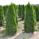 Туя западная "Смарагд" (Thuja occidentalis "Smaragd") « Высота(см): 220-250; »