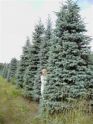 Ель голубая "Glauca" (Picea pungens "Glauca") « Высота(см): 40-60; »