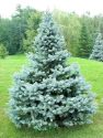 Ель колючая "Blue Diamond" (Picea pungens "Blue Diamond") « Высота(см): 200-240; »