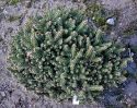 Eль обыкновенная "Барри" (Picea abies "Barryi") « Высота(см): 20-30; Упак.: контейнер; »