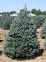 Ель колючая "Fat Albert" (Picea pungens "Fat Albert") « Высота(см): 200-240; »