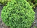Ель колючая "Alberta Globe" (Picea glauca "Alberta Globe") « Высота(см): 40-60; »