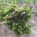 Ель колючая "Lucky Strike" (Picea pungens "Lucky Strike") « Высота(см): 100-150; »