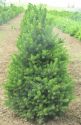 Ель обыкновенная "Виллс Цверг" (Picea abies "Will"s Zwerg") « Высота(см): 60-70; »