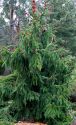 Ель обыкновенная "Acrocona" (Picea abies "Acrocona") « Высота(см): 100-150; »